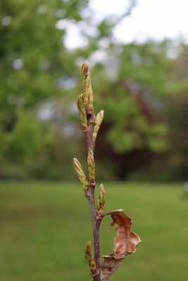 Quercus bicolor - dub dvoubarevný - jaro